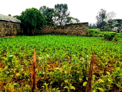 50*100 Plot for Sale in Freehold Opp. Kasarani Police Line - Image 4