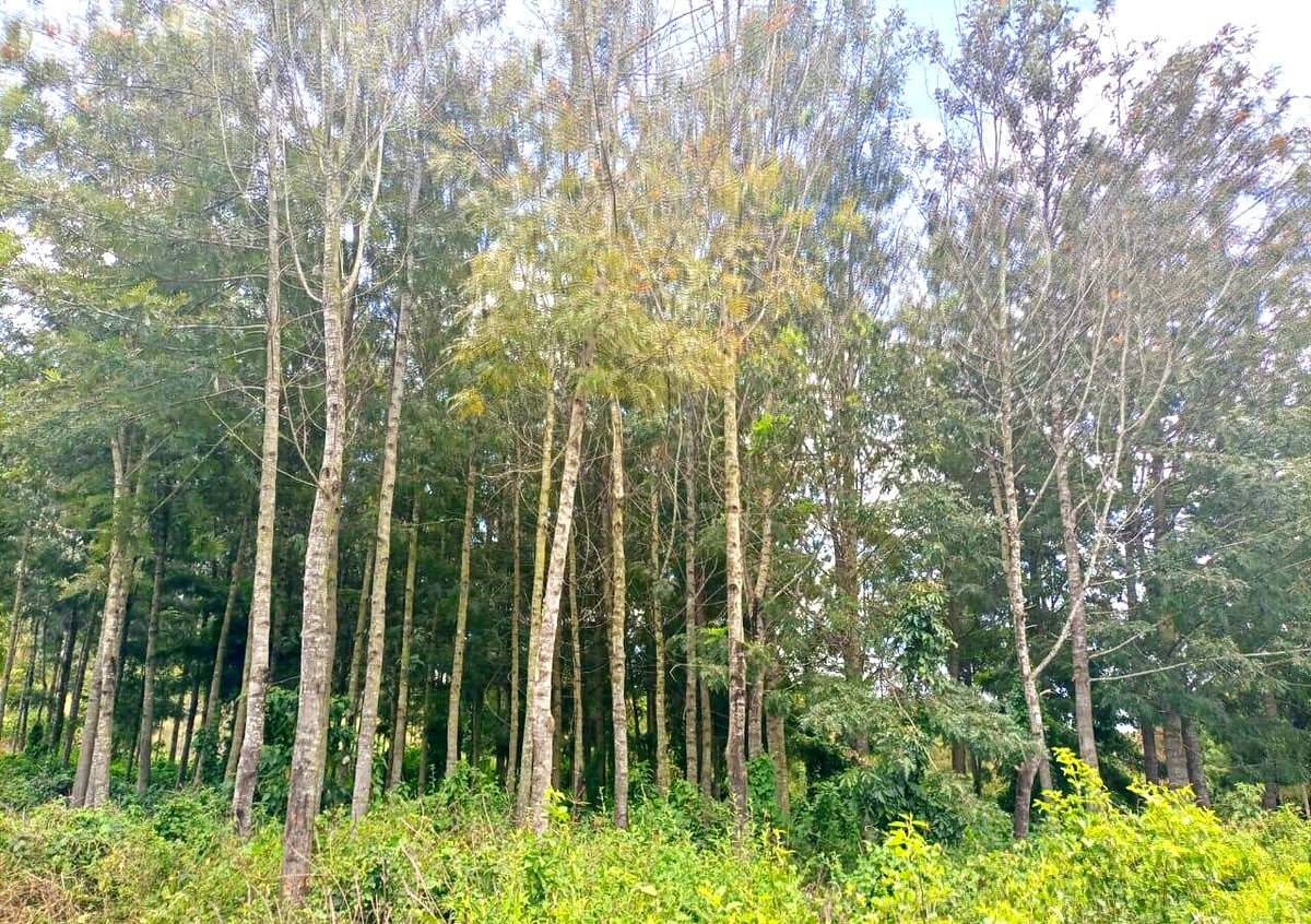 7.5-Acre Land in Laikipia Central