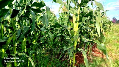 600 Acres for Sale - Image 2