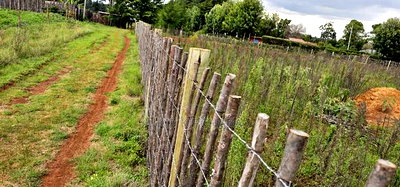 1/4 Plot for Sale in Kaptuli Chembulet Dispensary Eldoret - Image 1