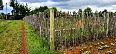 1/4 Plot for Sale in Kaptuli Chembulet Dispensary Eldoret - Image 8