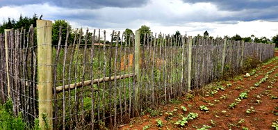 1/4 Plot for Sale in Kaptuli Chembulet Dispensary Eldoret - Image 7