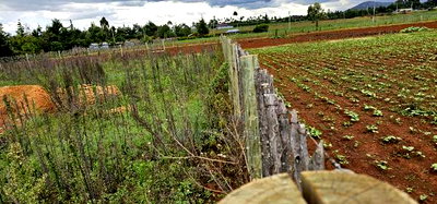 1/4 Plot for Sale in Kaptuli Chembulet Dispensary Eldoret - Image 5