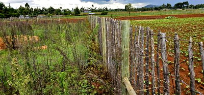 1/4 Plot for Sale in Kaptuli Chembulet Dispensary Eldoret - Image 6