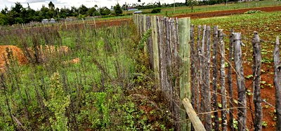 1/4 Plot for Sale in Kaptuli Chembulet Dispensary Eldoret - Image 9