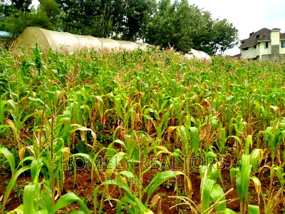 Half-Acre Plot in Ngong, Along Lemiso Rd Touching Tarmac - Image 6