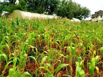 Half-Acre Plot in Ngong, Along Lemiso Rd Touching Tarmac - Image 5