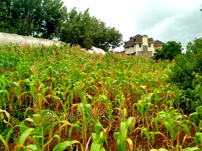 Half-Acre Plot in Ngong, Along Lemiso Rd Touching Tarmac - Image 2