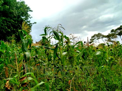 Half-Acre Plot in Ngong, Along Lemiso Rd Touching Tarmac - Image 4