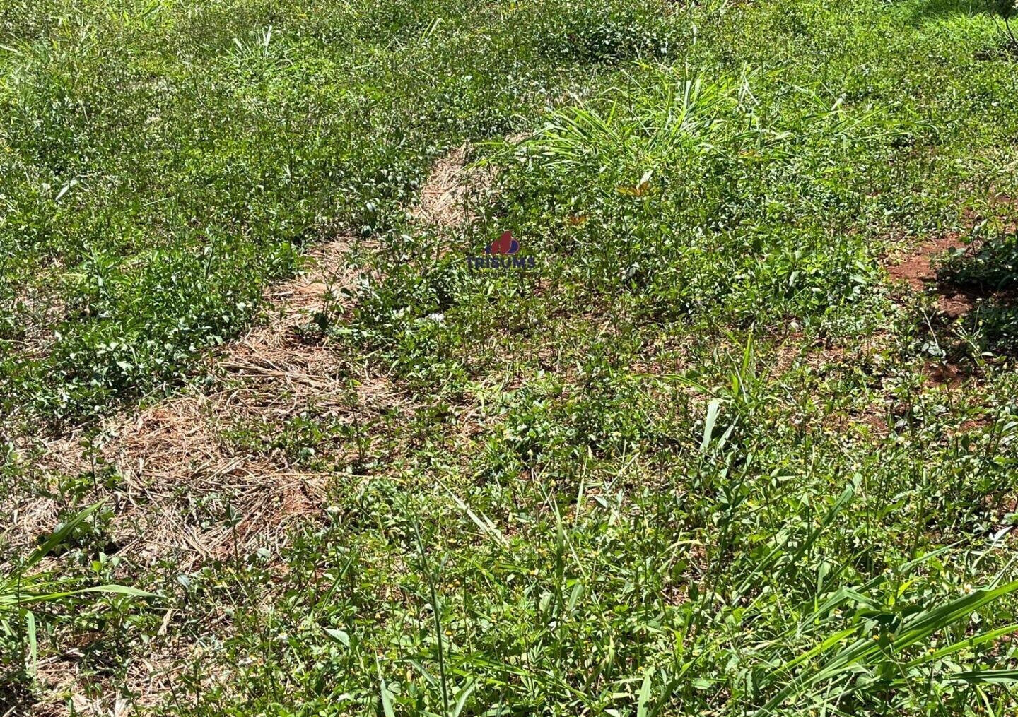 Half Acre Runda Gem at KSh 85M