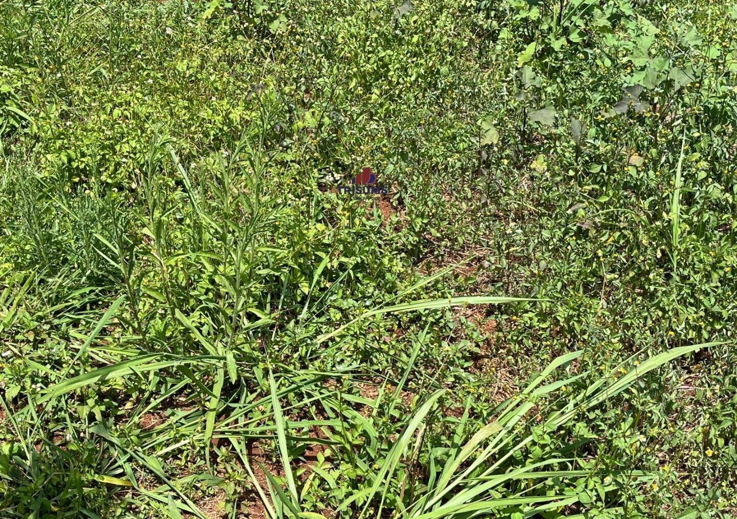 Half Acre Runda Gem at KSh 85M