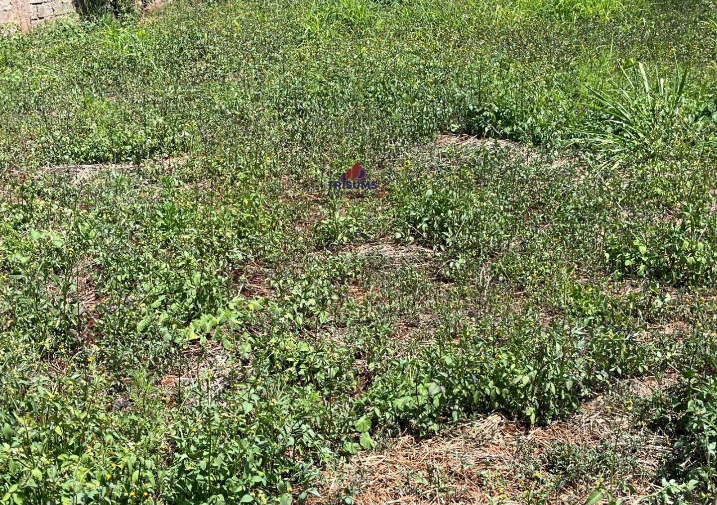 Half Acre Runda Gem at KSh 85M