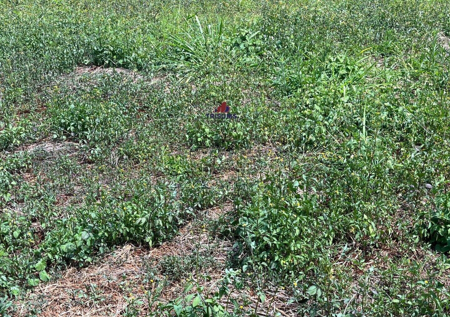 Half Acre Runda Gem at KSh 85M