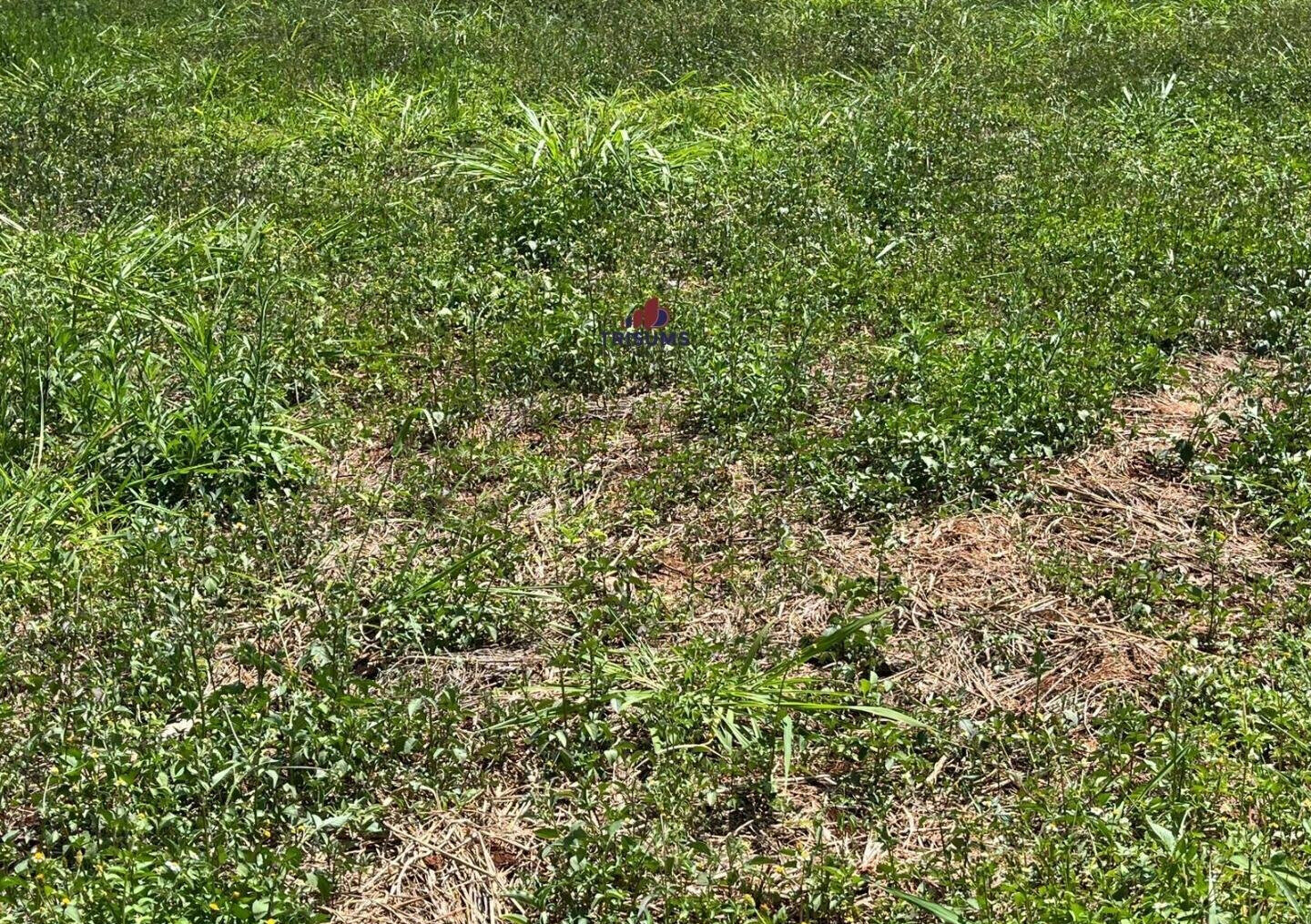 Half Acre Runda Gem at KSh 85M