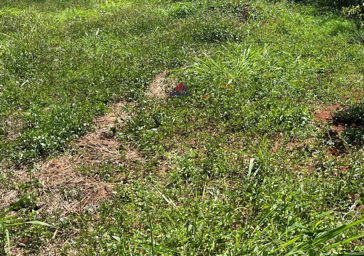 Half Acre Runda Gem at KSh 85M