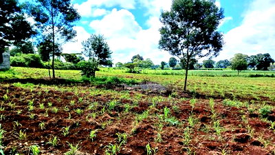 Prime 3.71 Acres in Riara Ridge, Limuru. - Image 3