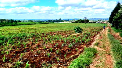 Prime 3.71 Acres in Riara Ridge, Limuru. - Image 4