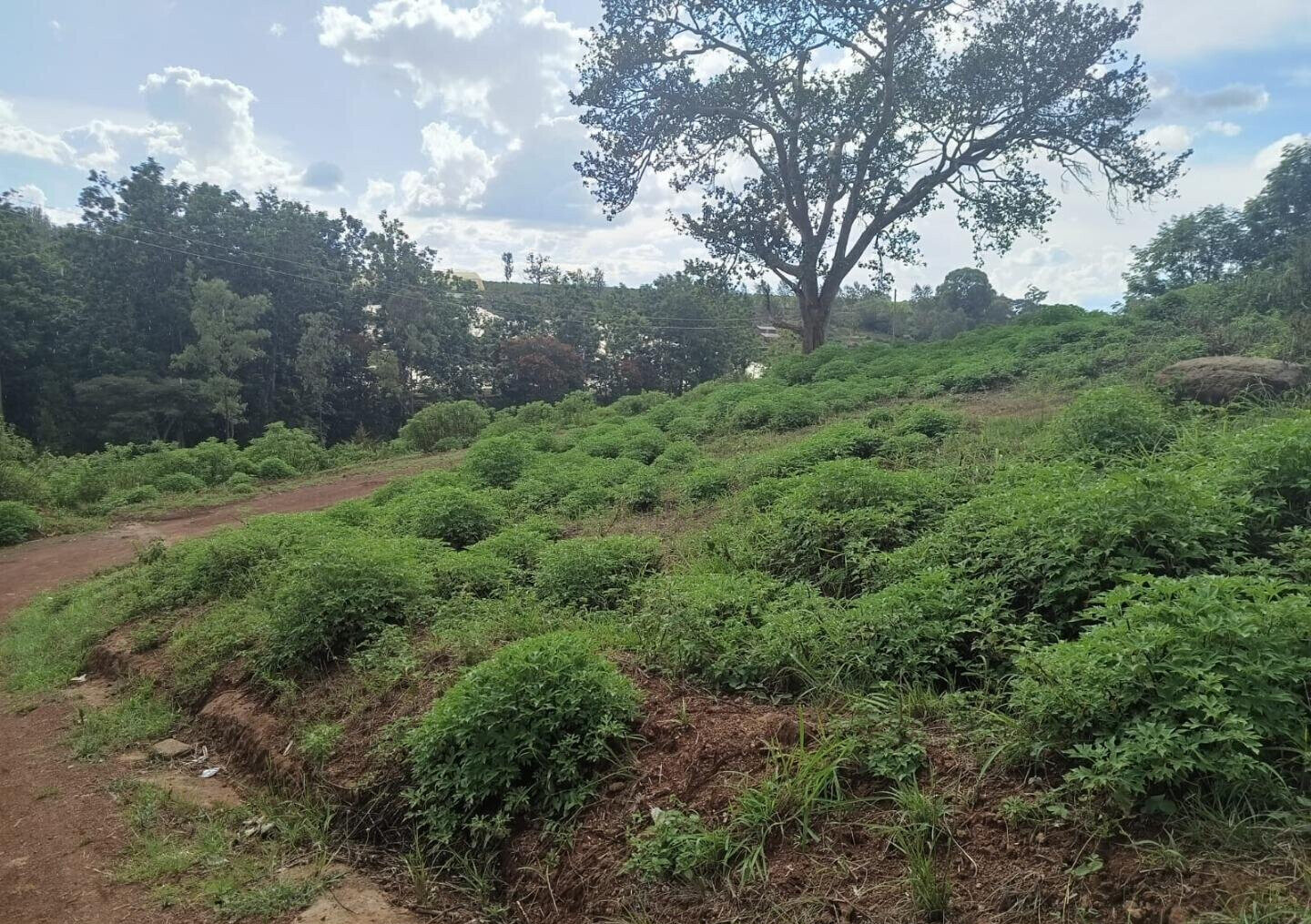 Quarter Acre Plot in Thika Greens