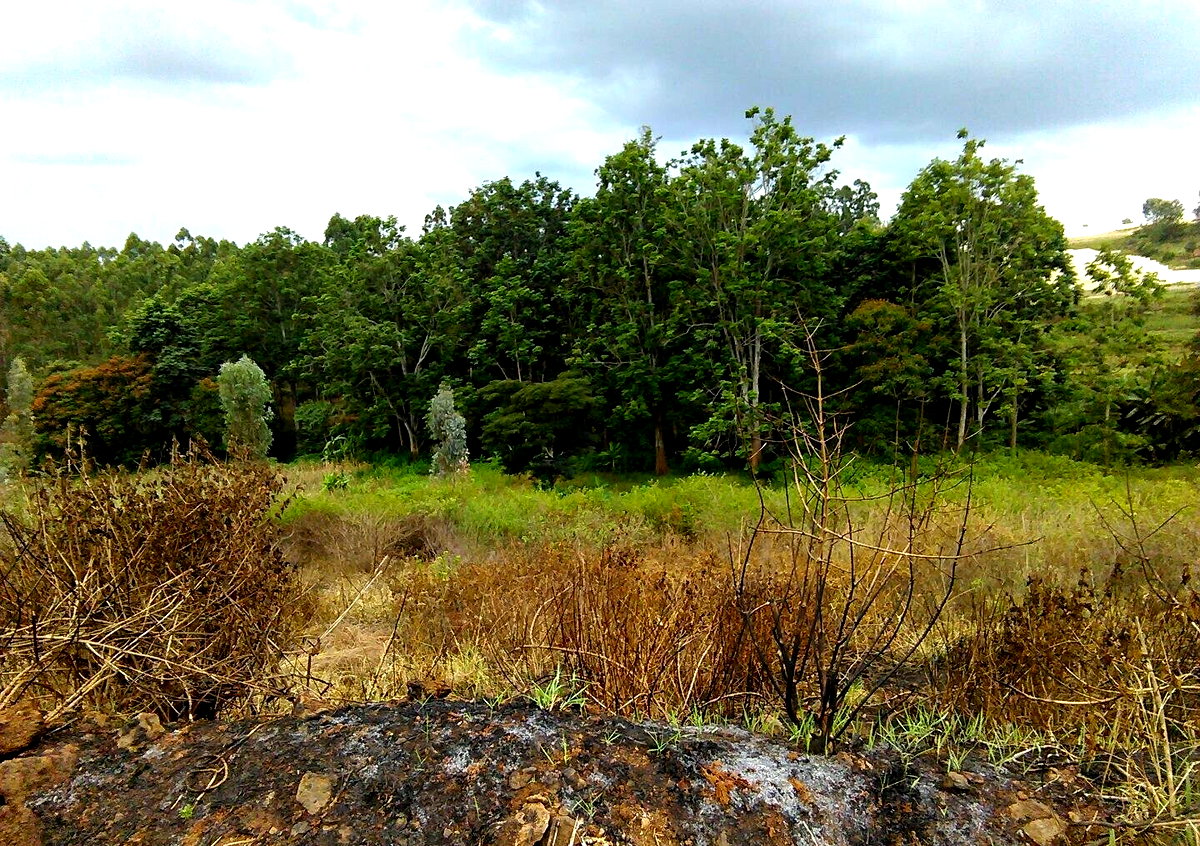 Quarter Acre Plot in Thika Greens