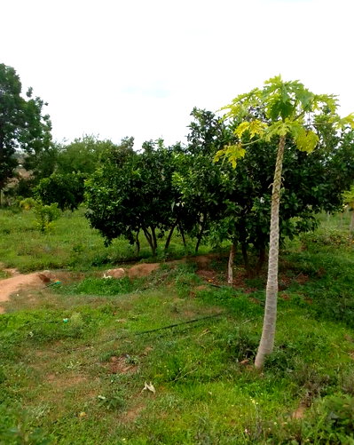 55-Acre Farm with Garden - Machakos