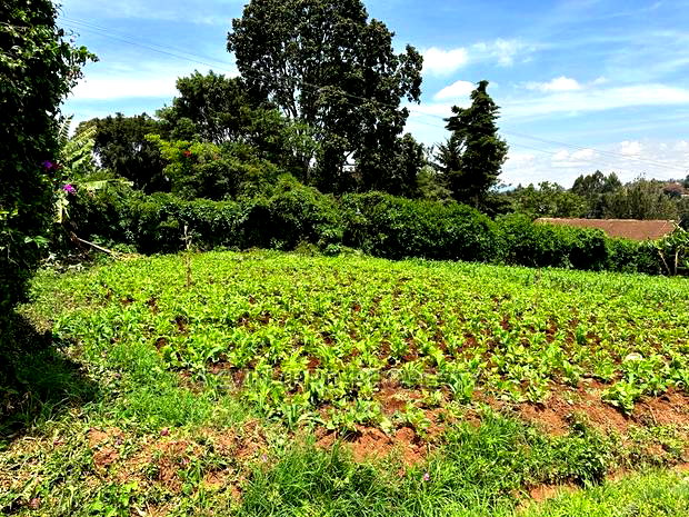 Prime Commercial Plot in Kikuyu Town.