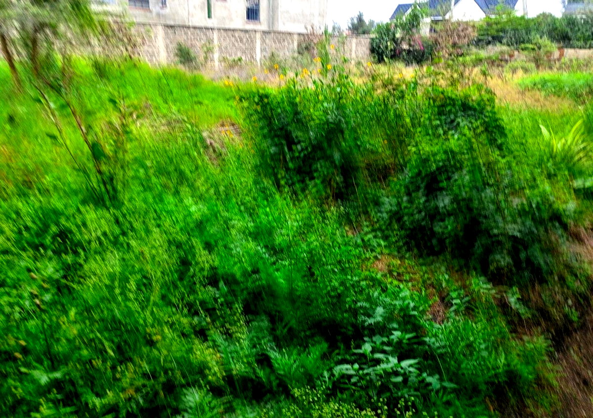 Quarter Acre Garden Plot