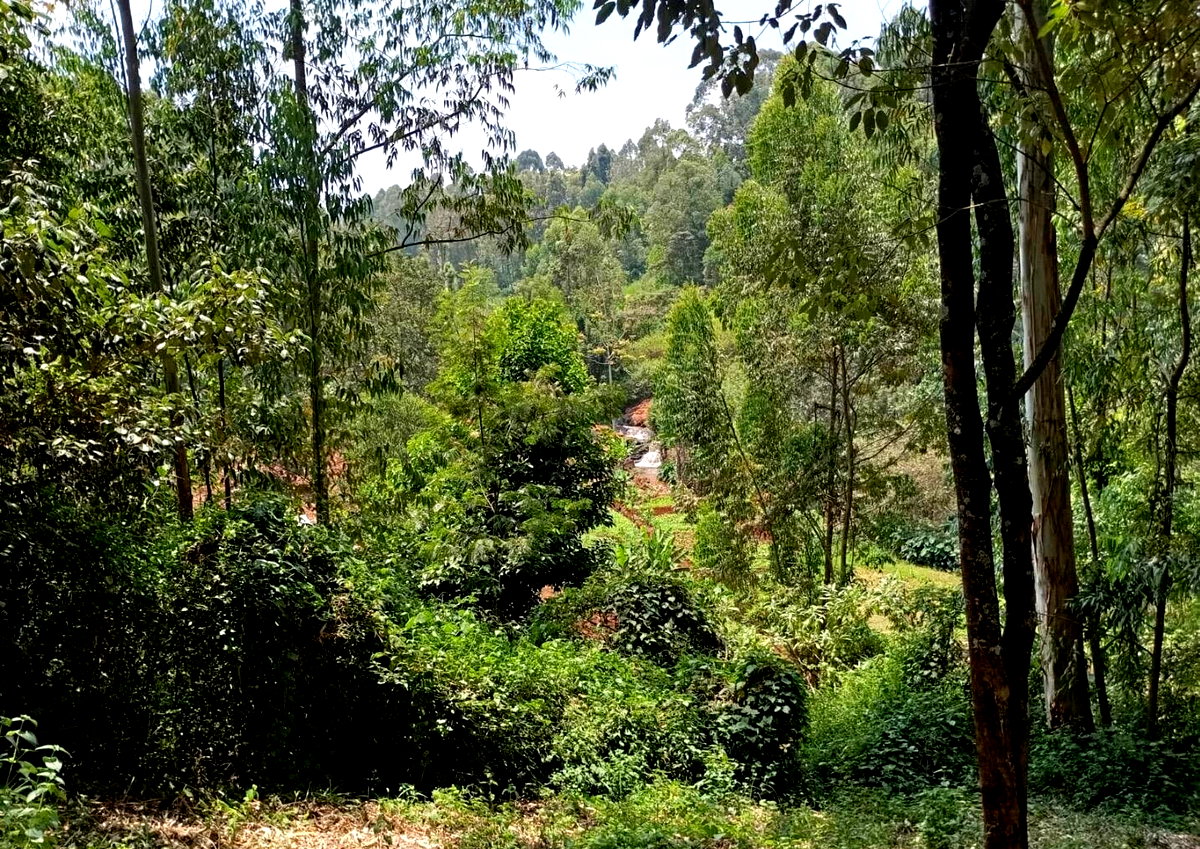 0.42 Acre Riverfront Plot at KSh 20M