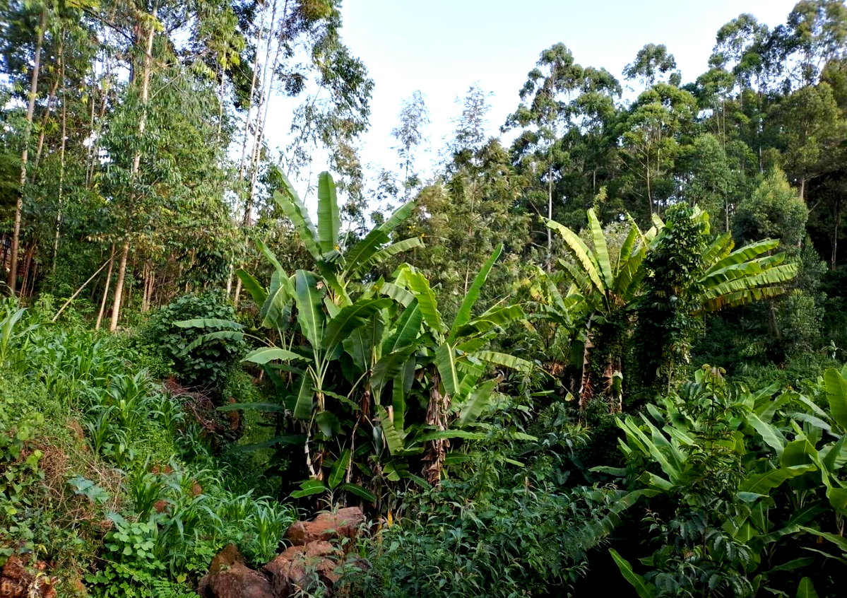 0.42 Acre Riverfront Plot at KSh 20M