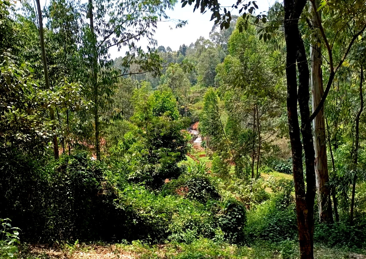 0.42 Acre Riverfront Plot at KSh 20M