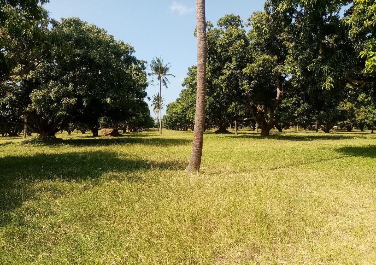 1/8 Acre Plot at KSh 850K