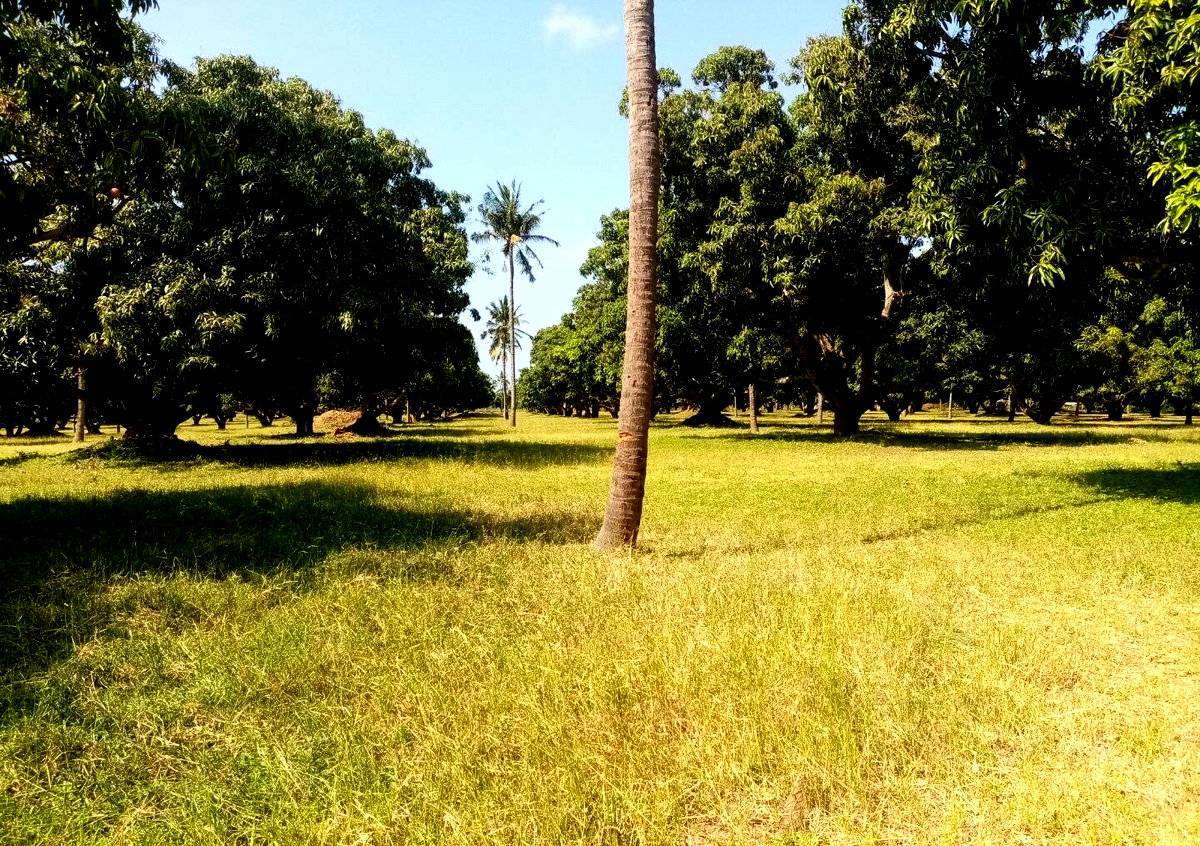1/8 Acre Plot at KSh 850K