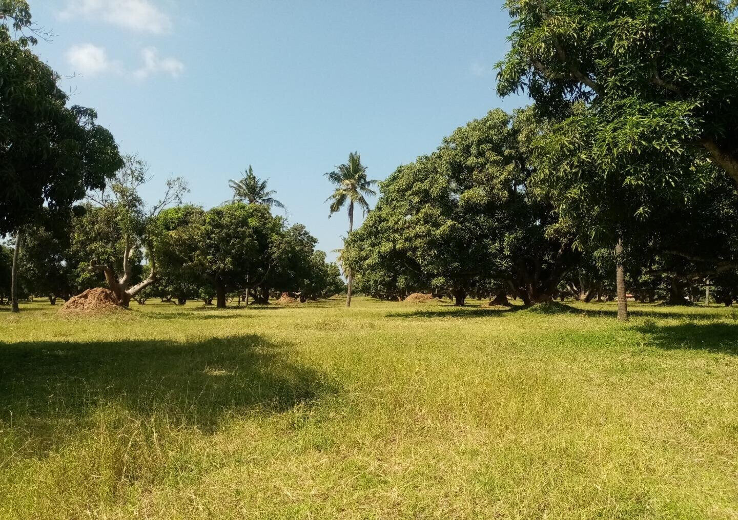 1/8 Acre Plot at KSh 850K