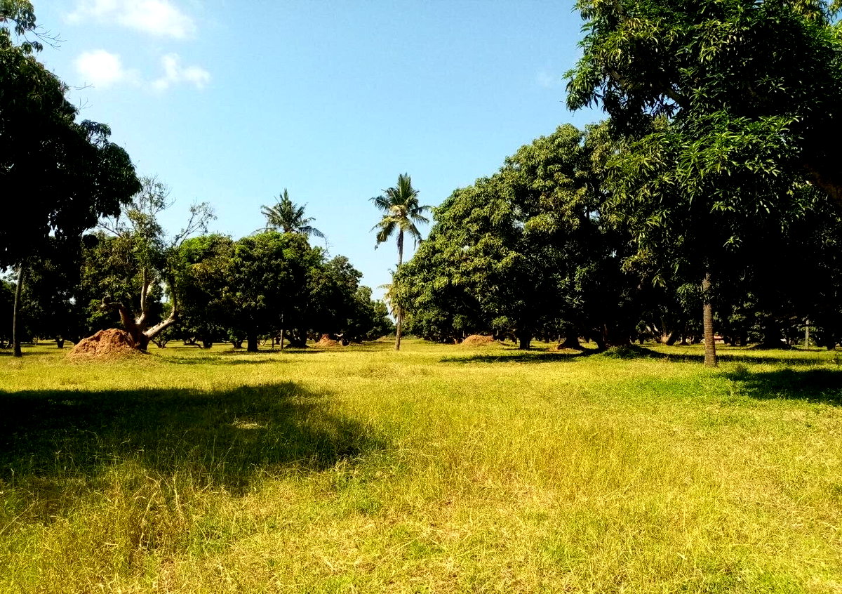 1/8 Acre Plot at KSh 850K