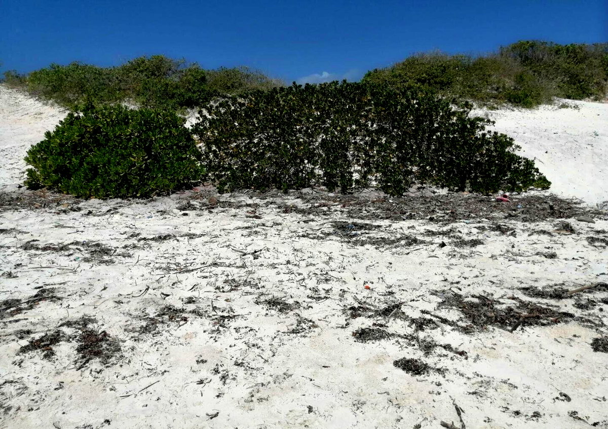 2.5-Acre Beach Plot for KSh 50M