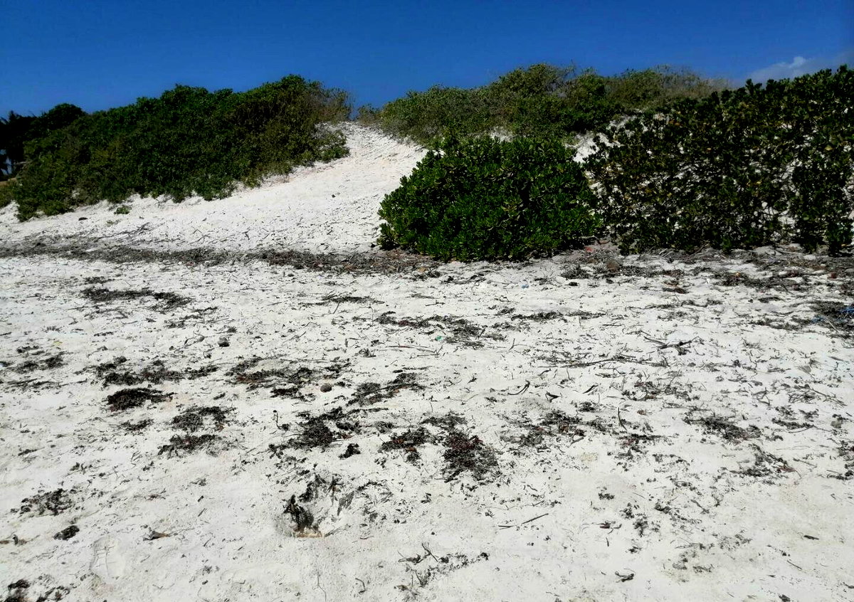 2.5-Acre Beach Plot for KSh 50M
