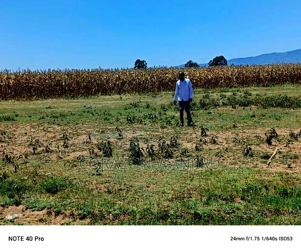 50*100plots in Mutaita Stima Line