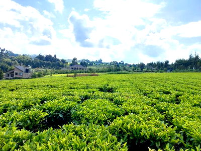 Tigoni 1/2 Residential Plot for Sale In - Image 10