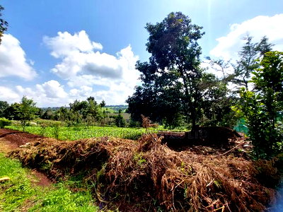 Tigoni 1/2 Residential Plot for Sale In - Image 4