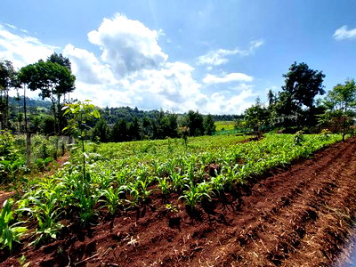 Tigoni 1/2 Residential Plot for Sale In - Image 1