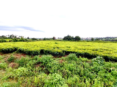 Tigoni 1/2 Residential Plot for Sale In - Image 7