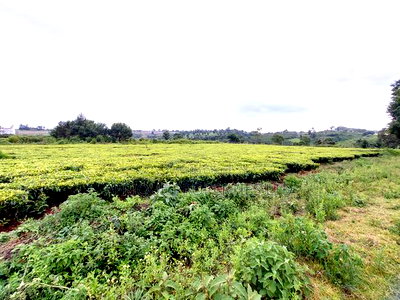 Tigoni 1/2 Residential Plot for Sale In - Image 8