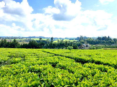 Tigoni 1/2 Residential Plot for Sale In - Image 9