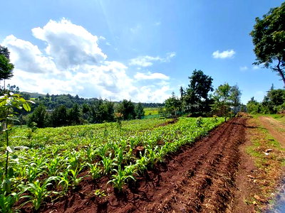 Tigoni 1/2 Residential Plot for Sale In - Image 2