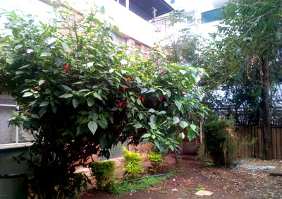 Pet Friendly 5BR Maisonette at KSh 100K