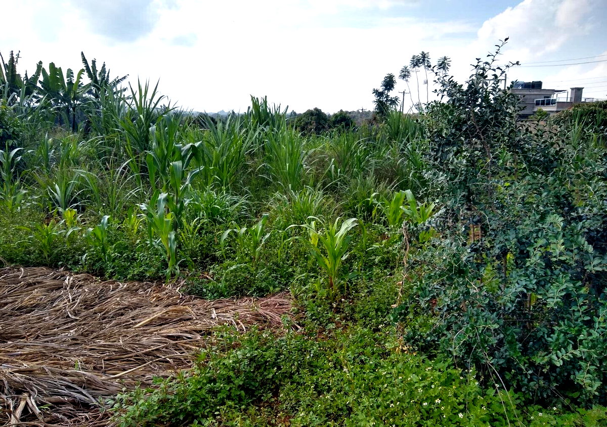 Half Acre Runda Plot at KSh 45M