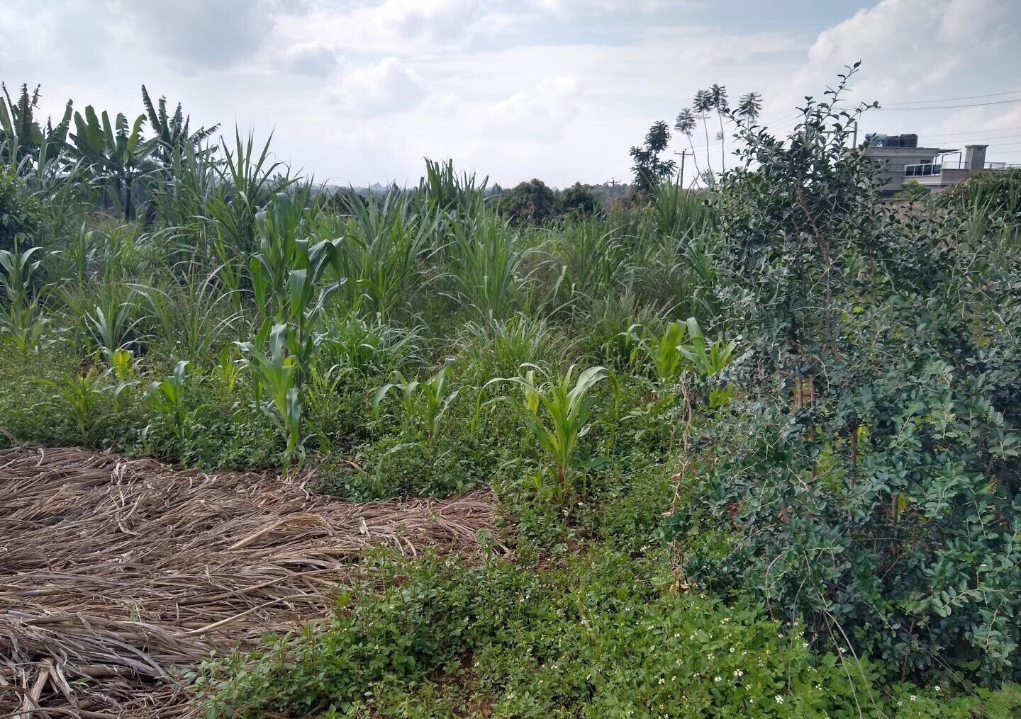 Half Acre Runda Plot at KSh 45M