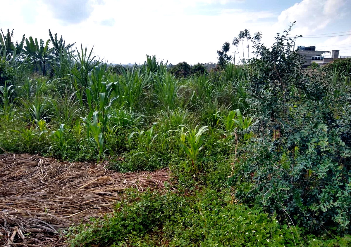 Half Acre Runda Plot at KSh 45M
