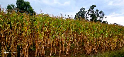 Prime 3/4 Plot for Sale in Royalton Eldoret - Image 4