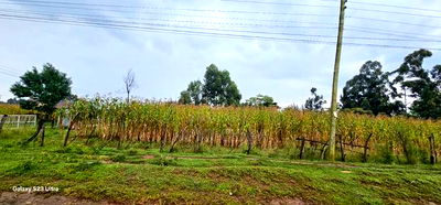 Prime 3/4 Plot for Sale in Royalton Eldoret - Image 2