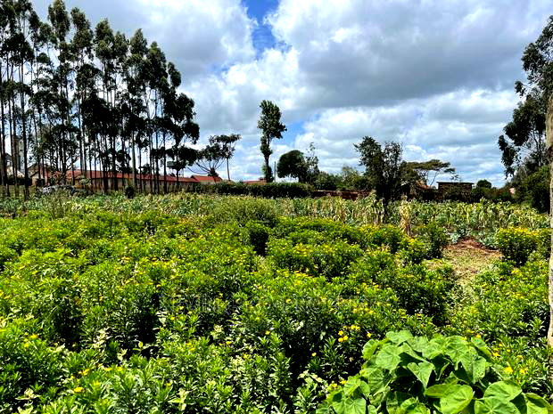 Prime Half Acre Land for Sale in Limuru, Kamandura.